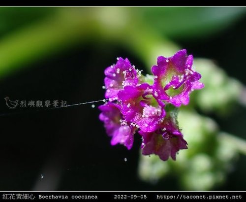 紅花黃細心 Boerhavia coccinea_12.jpg