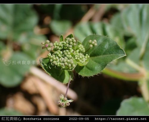 紅花黃細心 Boerhavia coccinea_13.jpg