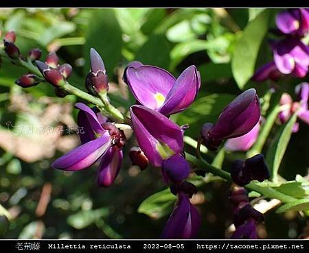 老荊藤 Millettia reticulata_08.jpg