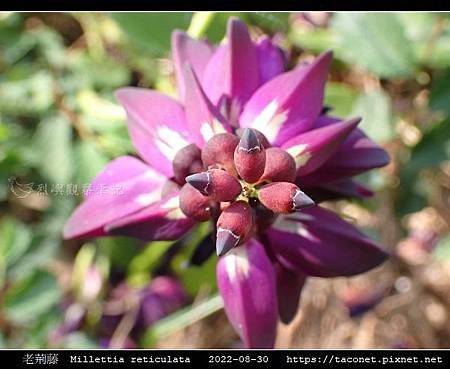 老荊藤 Millettia reticulata_18.jpg