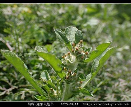 匙葉鼠麴草 Gnaphalium pensylvanicum_02.jpg