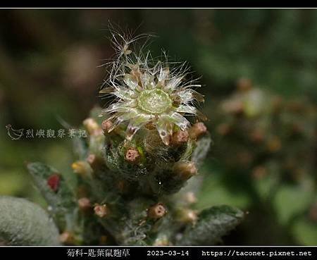 匙葉鼠麴草 Gnaphalium pensylvanicum_09.jpg