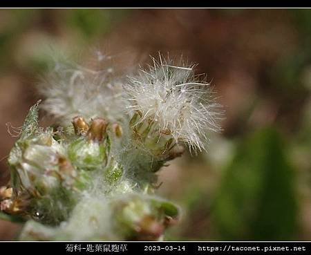 匙葉鼠麴草 Gnaphalium pensylvanicum_08.jpg