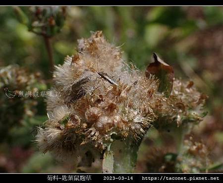 匙葉鼠麴草 Gnaphalium pensylvanicum_11.jpg