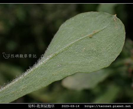 匙葉鼠麴草 Gnaphalium pensylvanicum_14.jpg