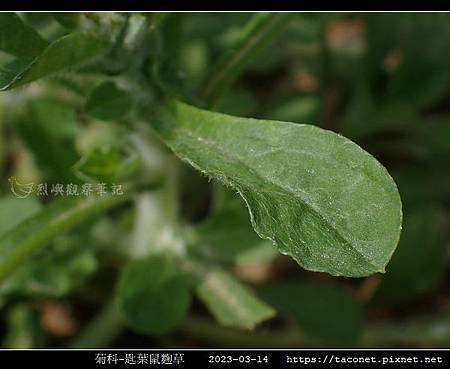 匙葉鼠麴草 Gnaphalium pensylvanicum_13.jpg