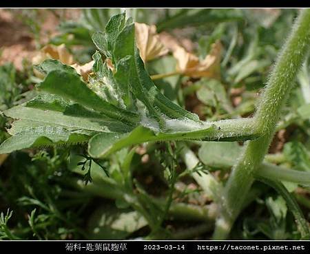 匙葉鼠麴草 Gnaphalium pensylvanicum_12.jpg