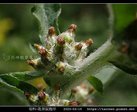 匙葉鼠麴草 Gnaphalium pensylvanicum_16.jpg