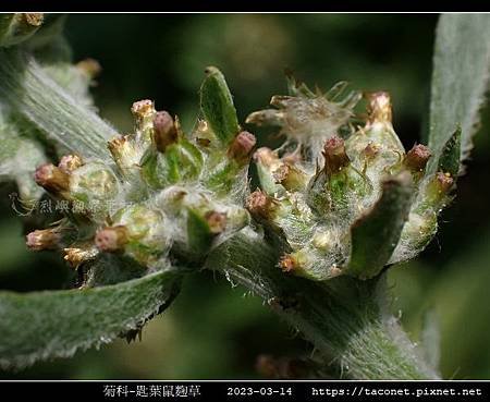 匙葉鼠麴草 Gnaphalium pensylvanicum_17.jpg