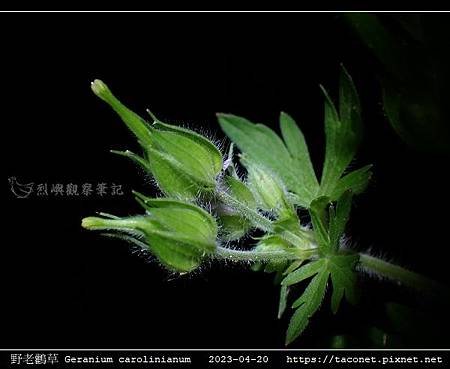 牻牛兒苗科-野老鸛草Geranium carolinianum_05.jpg