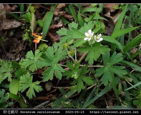 牻牛兒苗科-野老鸛草 Geranium carolinianum_02.jpg