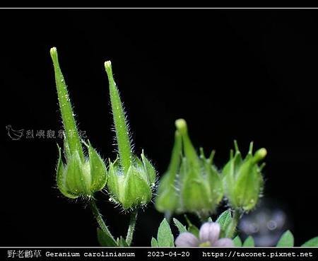 牻牛兒苗科-野老鸛草 Geranium carolinianum_07.jpg