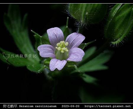 牻牛兒苗科-野老鸛草 Geranium carolinianum_08.jpg