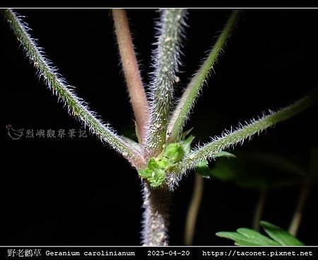 牻牛兒苗科-野老鸛草 Geranium carolinianum_10.jpg