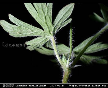 牻牛兒苗科-野老鸛草 Geranium carolinianum_13.jpg