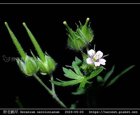 牻牛兒苗科-野老鸛草 Geranium carolinianum_12.jpg