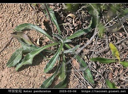 琴葉紫菀 Aster panduratus_01.jpg