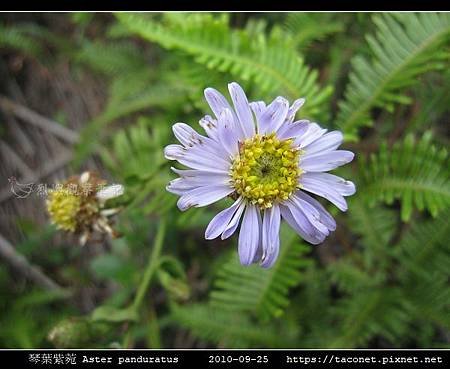 琴葉紫菀 Aster panduratus_05.jpg