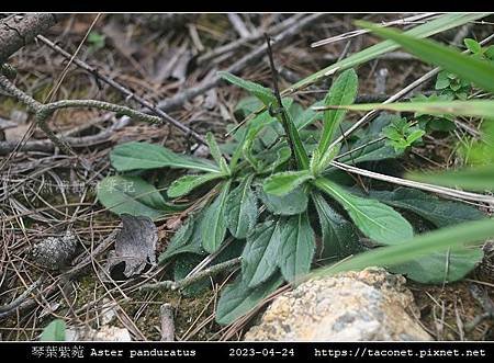 琴葉紫菀 Aster panduratus_02.jpg