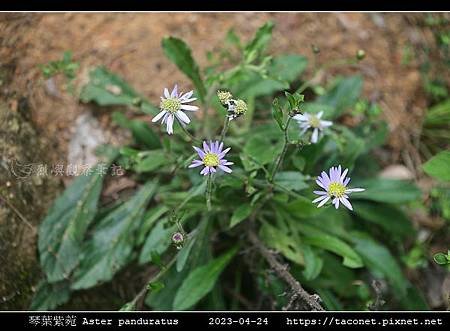 琴葉紫菀 Aster panduratus_04.jpg