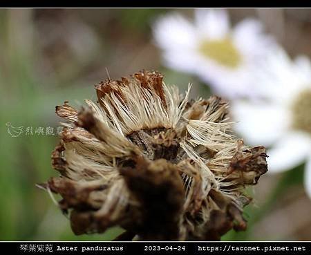 琴葉紫菀 Aster panduratus_08.jpg