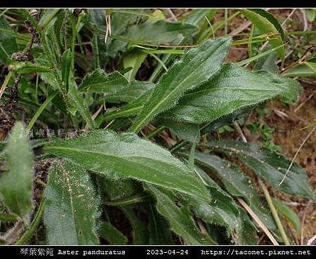 琴葉紫菀 Aster panduratus_09.jpg