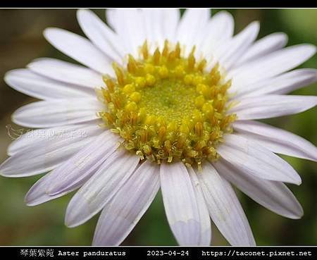 琴葉紫菀 Aster panduratus_07.jpg