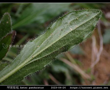 琴葉紫菀 Aster panduratus_11.jpg