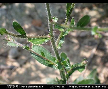 琴葉紫菀 Aster panduratus_15.jpg