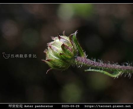 琴葉紫菀 Aster panduratus_14.jpg