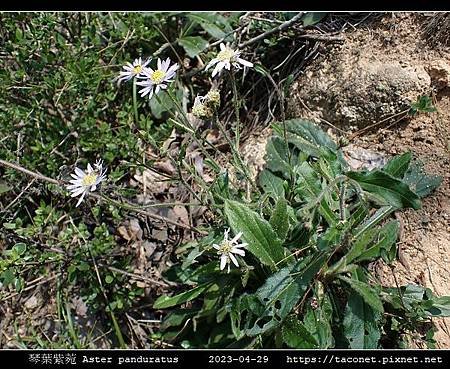 琴葉紫菀 Aster panduratus_16.jpg