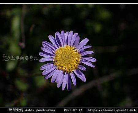 琴葉紫菀 Aster panduratus_17.jpg