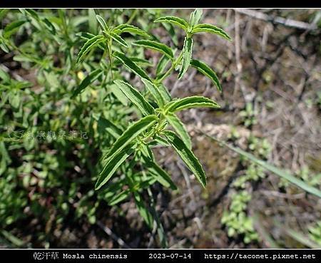 乾汗草 Mosla chinensis_02.jpg