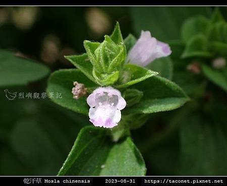 乾汗草 Mosla chinensis_14.jpg