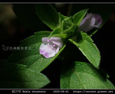 乾汗草 Mosla chinensis_15.jpg