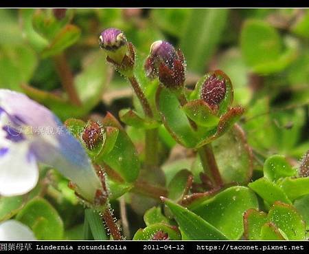 圓葉母草 Lindernia rotundifolia_04.jpg