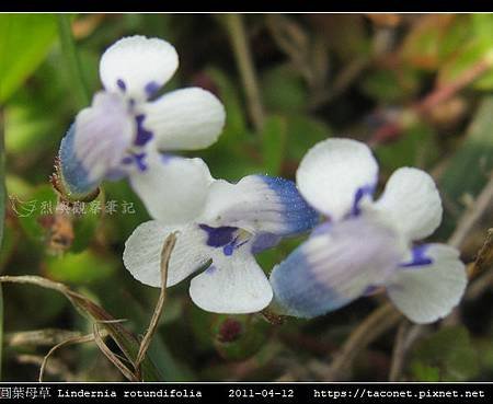 圓葉母草 Lindernia rotundifolia_02.jpg