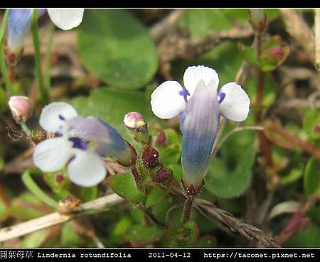 圓葉母草 Lindernia rotundifolia_03.jpg