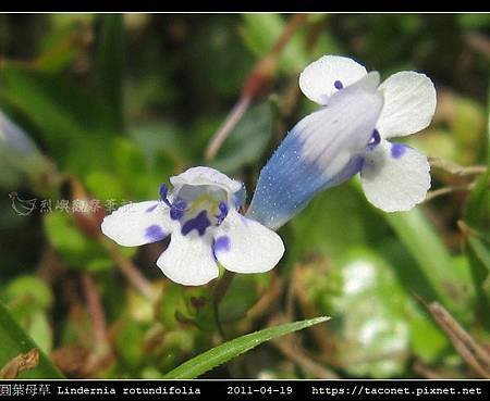 圓葉母草 Lindernia rotundifolia_07.jpg