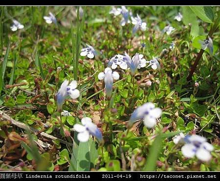 圓葉母草 Lindernia rotundifolia_11.jpg