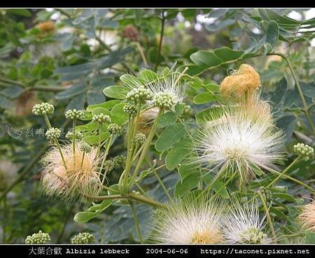 大葉合歡 Albizia lebbeck_10.jpg