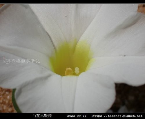 白花馬鞍藤 Ipomoea imperati_1.jpg