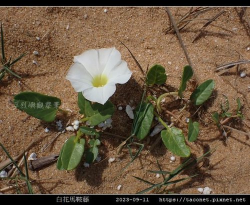 白花馬鞍藤 Ipomoea imperati_2.jpg