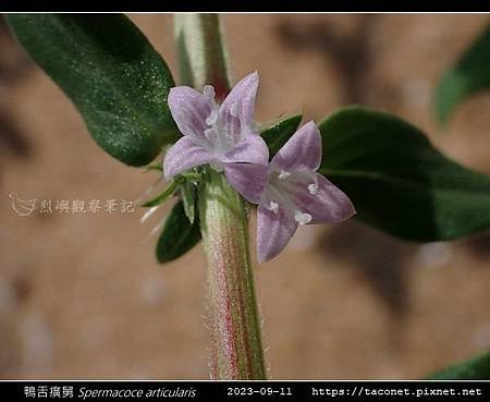 鴨舌癀舅 Spermacoce articularis-16.jpg