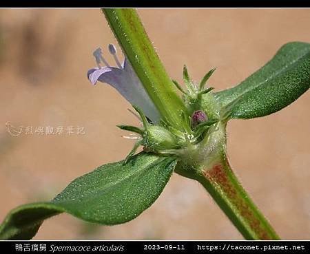 鴨舌癀舅 Spermacoce articularis-18.jpg