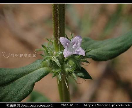 鴨舌癀舅 Spermacoce articularis-08.jpg