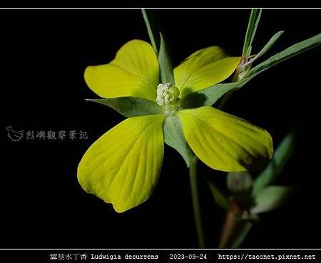 翼莖水丁香 Ludwigia decurrens_09.jpg