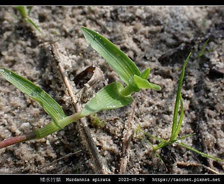 矮水竹葉 Murdannia spirata_05.jpg