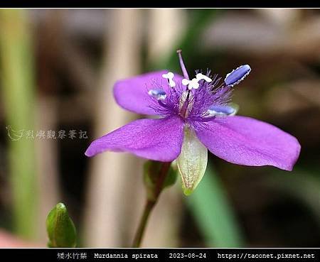 矮水竹葉 Murdannia spirata_01.jpg