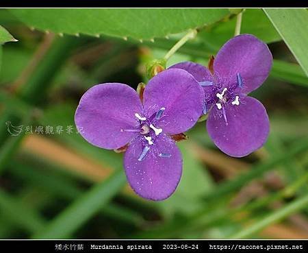 矮水竹葉 Murdannia spirata_03.jpg